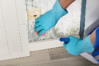 Markham Mold Removal